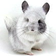 unique white mosaic chinchilla pictures photos photographs images